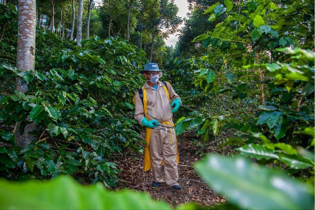 Sustainable Coffee Farming: How Pesticide Use in Brazil Affects Your Morning Cup