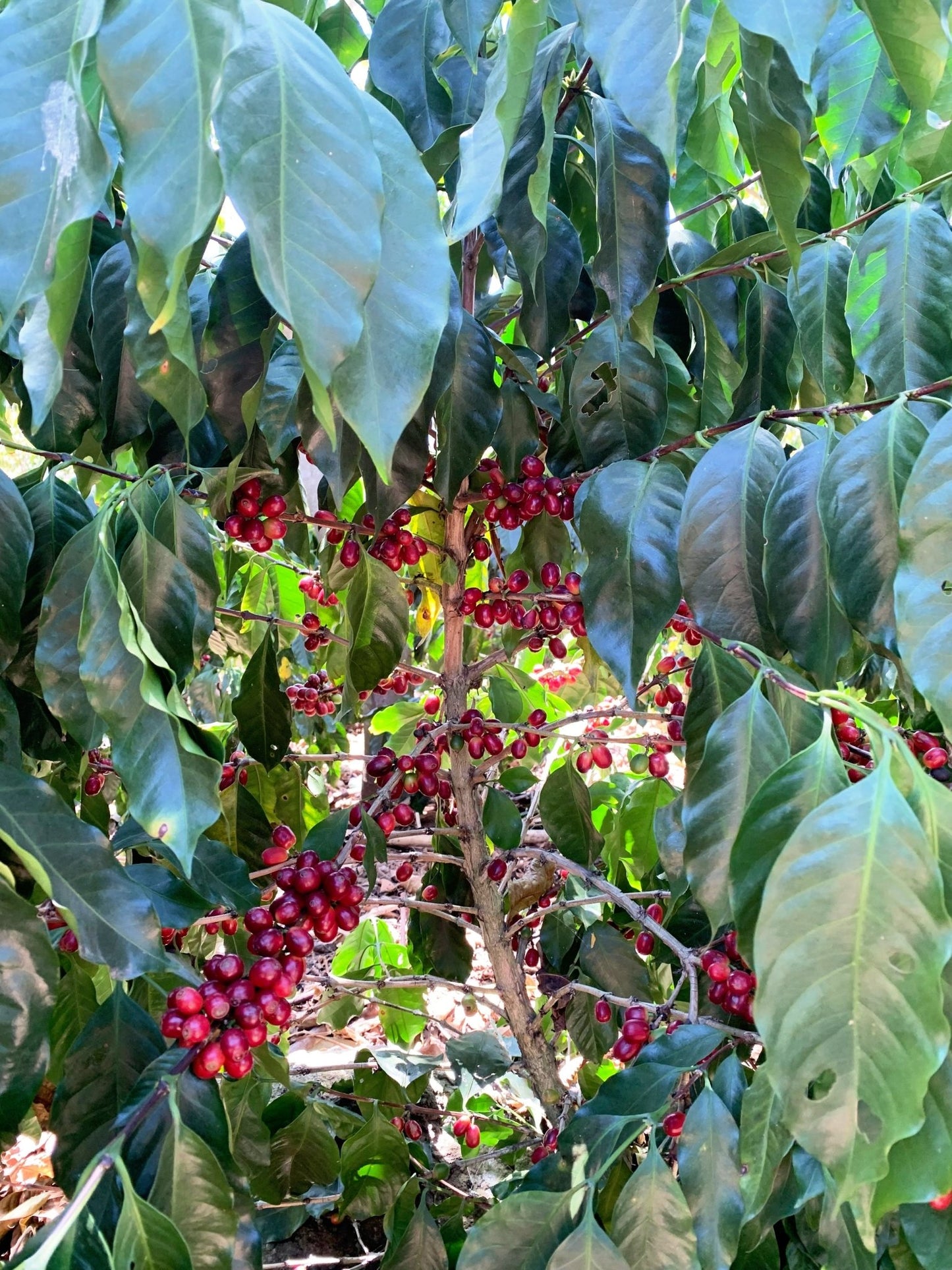 Decaf Colombia Antioquia