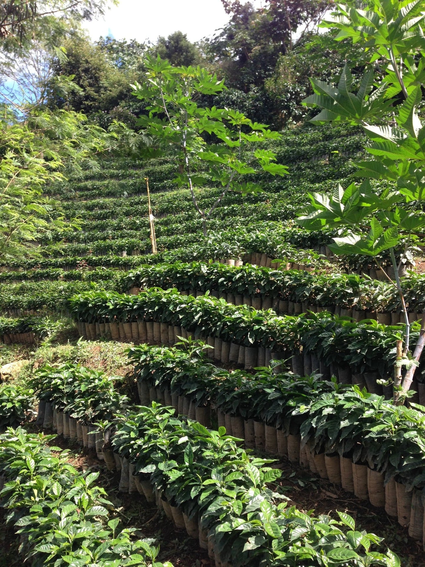 Decaf Colombia Huila