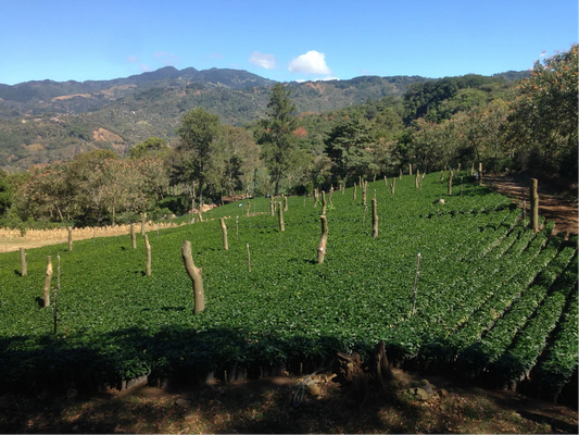 Our Holiday Coffee: A Seasonal Micro-Lot from Costa Rica