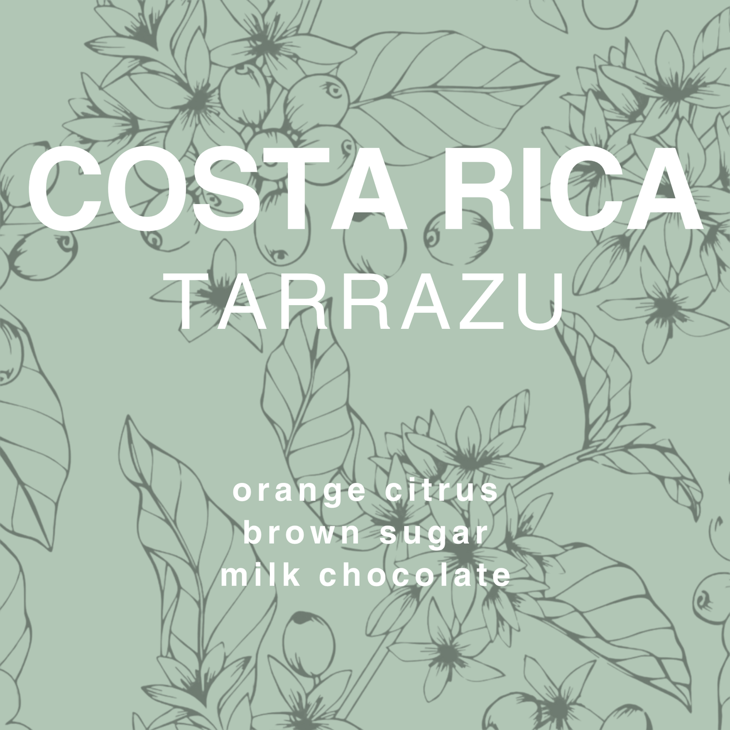 Costa Rica Tarrazu