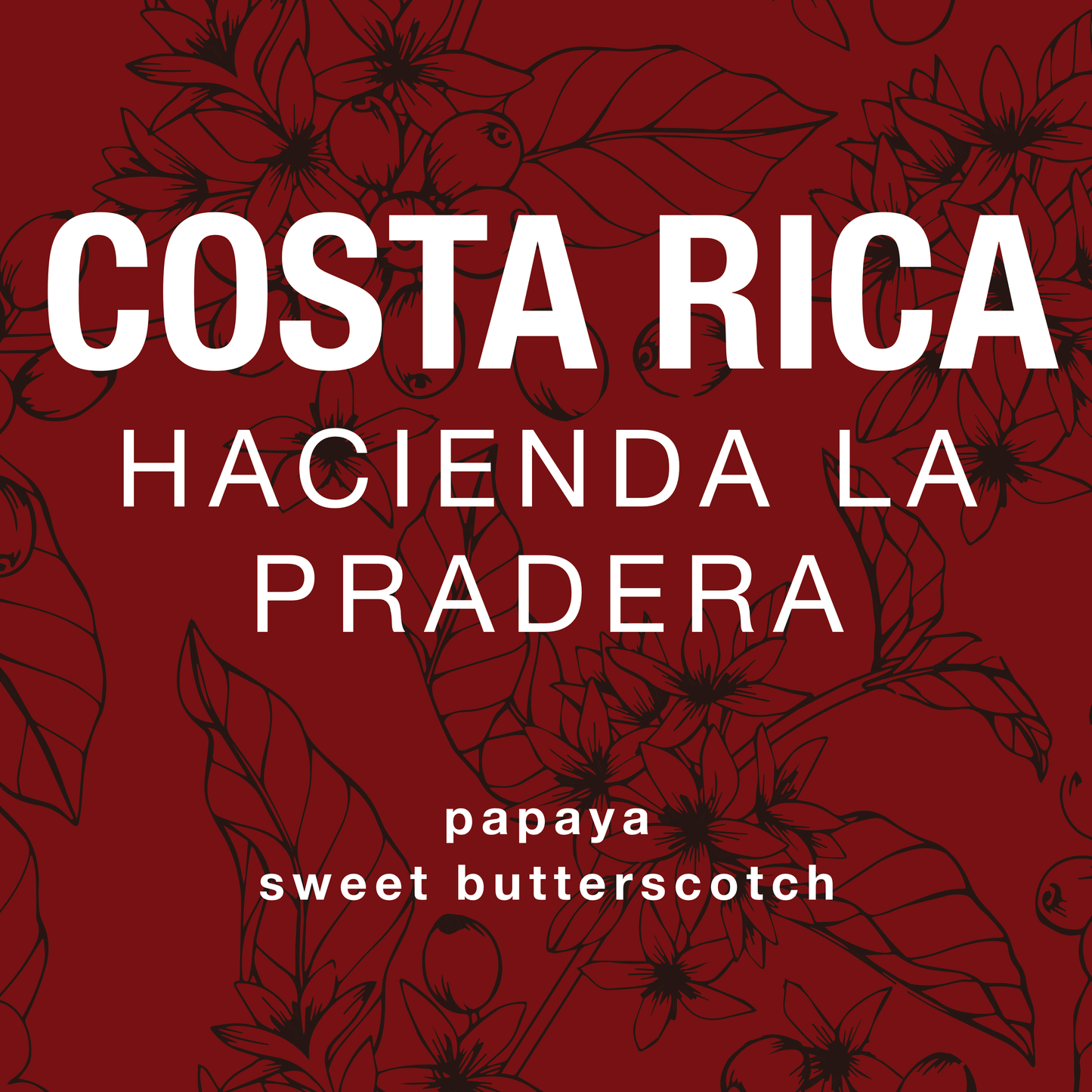 Costa Rica Hacienda La Pradera - 2025 Holiday Micro-Lot