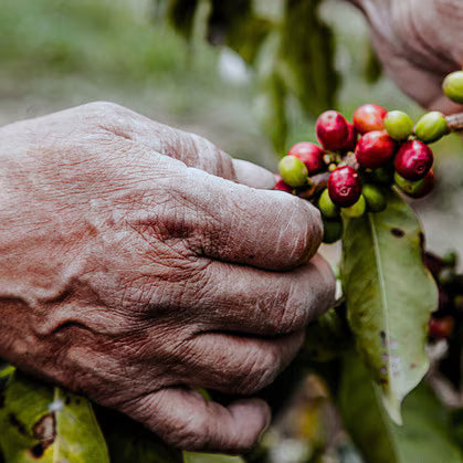 Decaf Colombia Antioquia (Swiss Water Process)