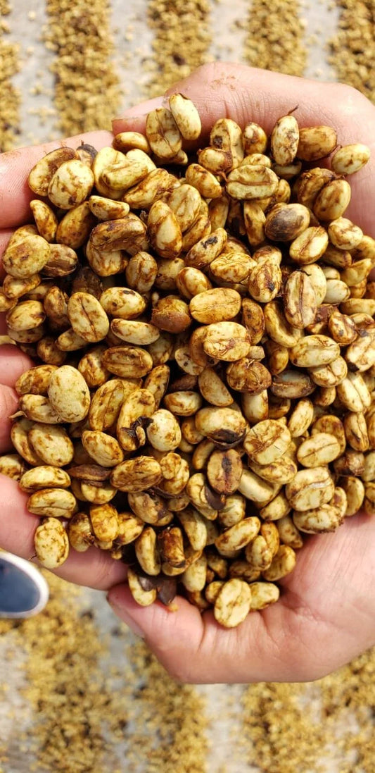Mexico Veracruz – Finca La Laja
