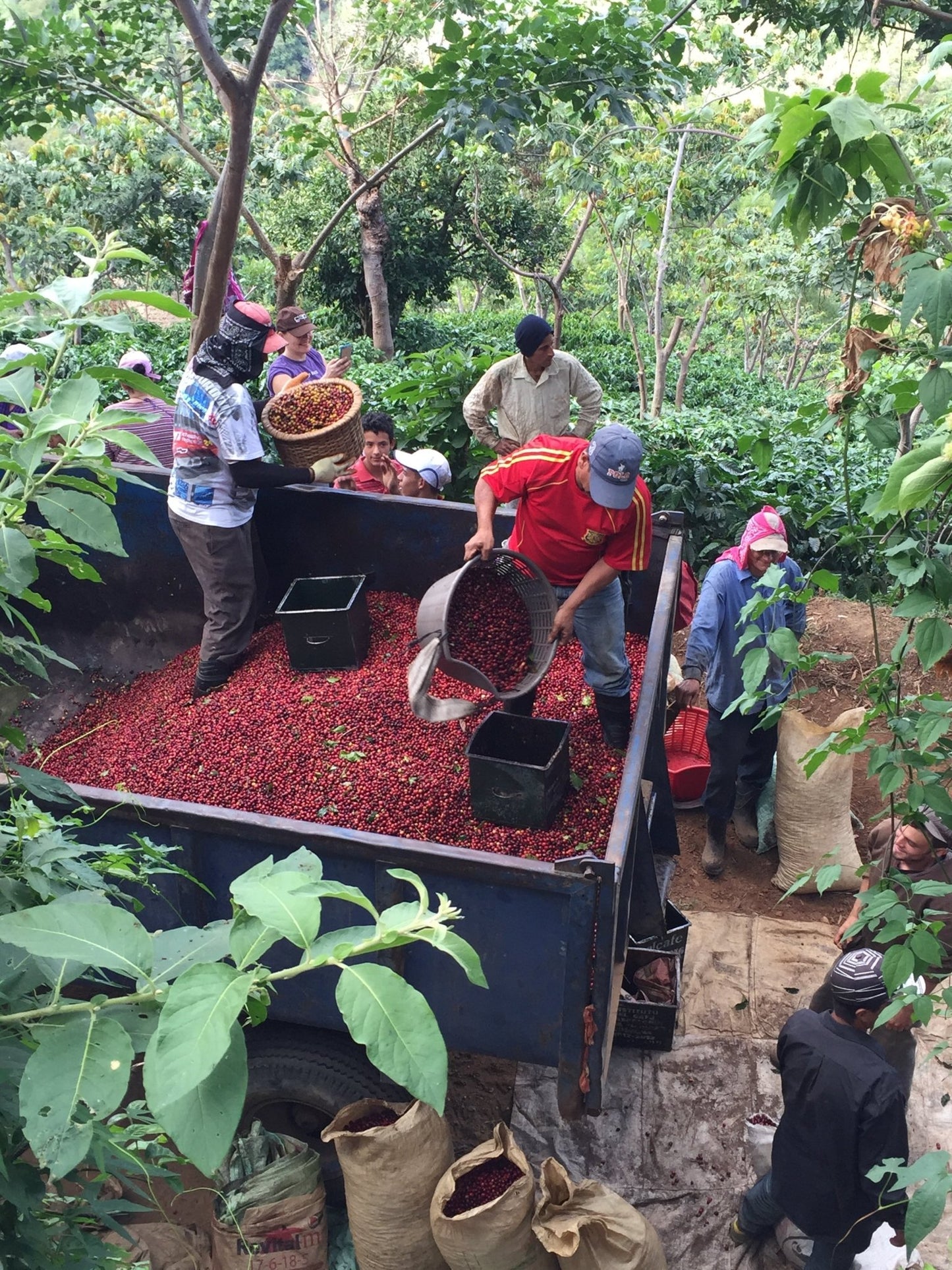 Decaf Costa Rica