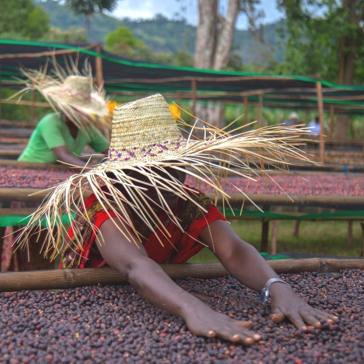 Ethiopia Sidama